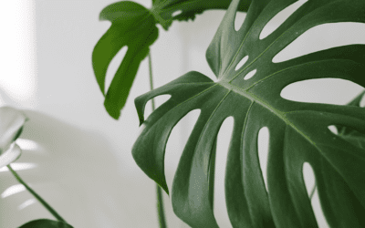 Bringing the Outside In: Interior Design and Painting Tips